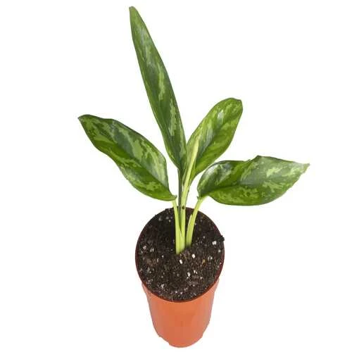 AGLAONEMA PLANT P.15CM