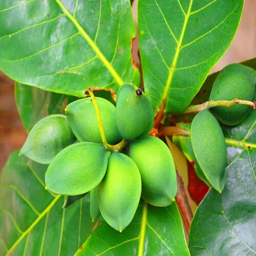 ALMOND PLANT BIG