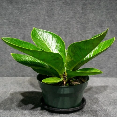 ANTHURIIUM BONPLANDII P.15