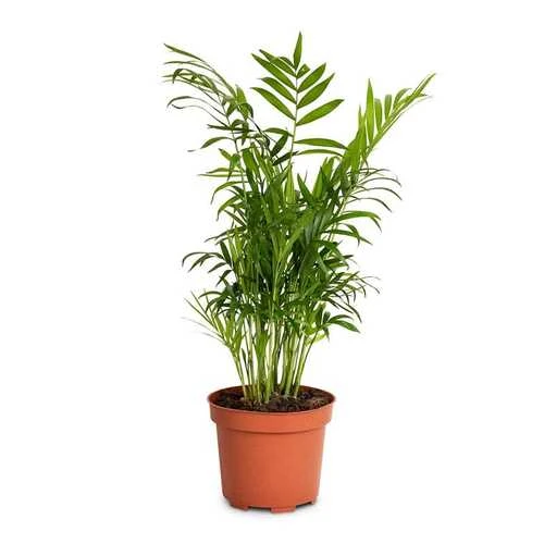 ARECA CHAMAEDOREA ELEGANS 45-50CM