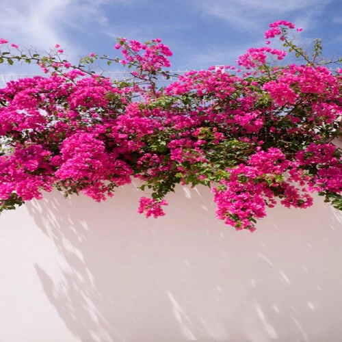 BOUGAINVILLA BIG