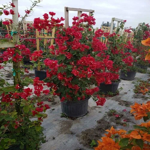 BOUGAINVILLA MEDIUM