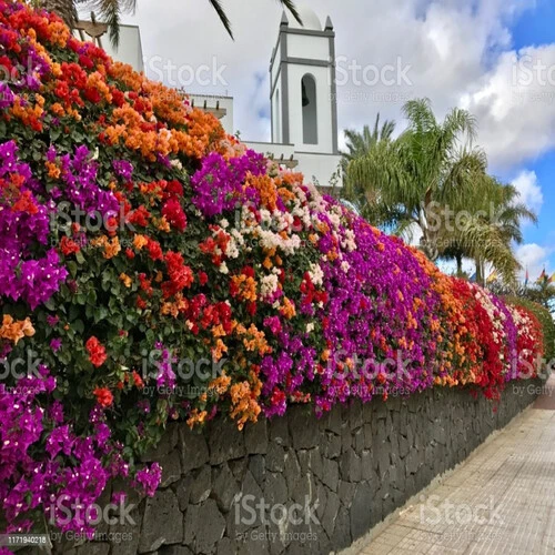 BOUGAINVILLA SMALL