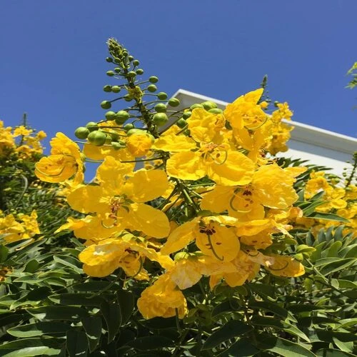 CASSIA BIG P.20CM
