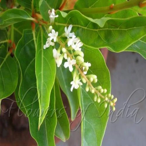 CITHAREXYLUM SPINOSUM JASMINE P.20CM