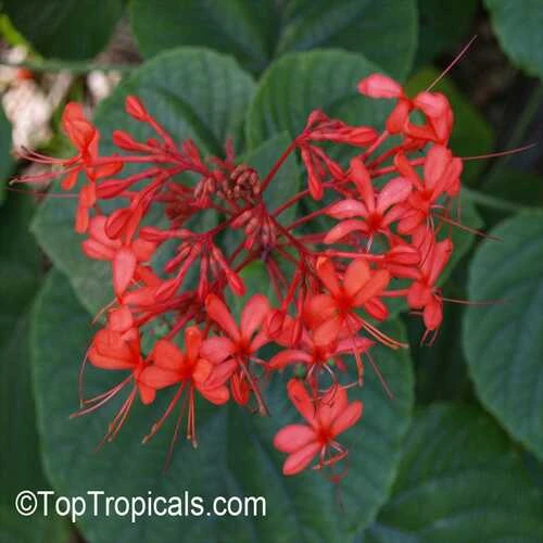 CLERODENDRUM BLEEDING HEART VINE