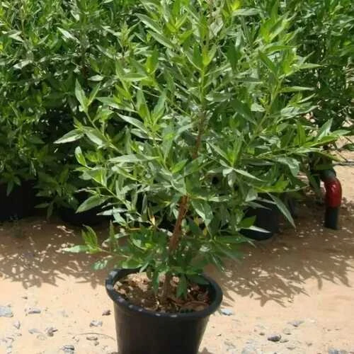 CONOCARPUS P.15CM
