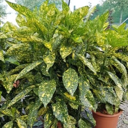 CROTON INDOOR BIG
