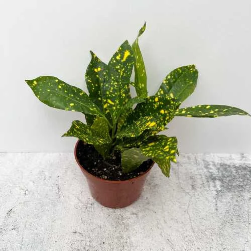 CROTON INDOOR P.15CM SMALL L