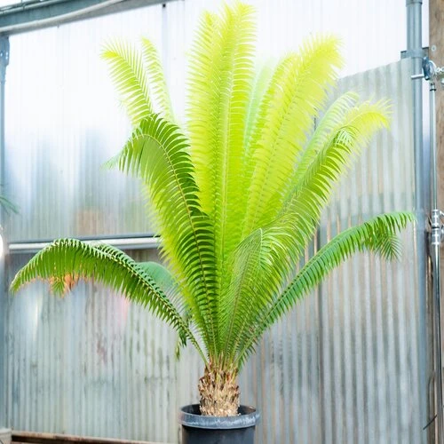 cyas revoluta
