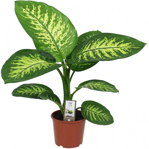 DIEFFENBACHIA BIG