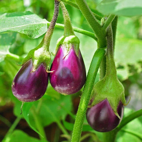 EGG PLANT P.15CM