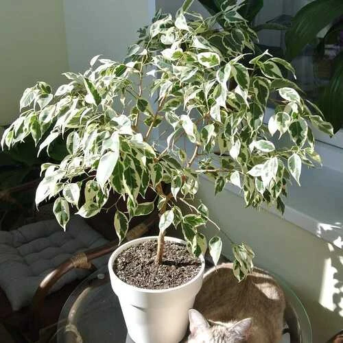 FICUS BENJAMINA 15 CM
