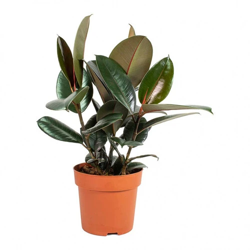 FICUS ELASTICA RUBBER PLANT P.25CM