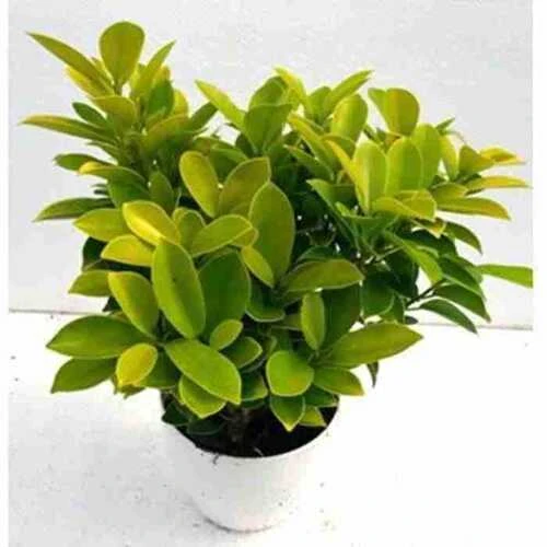 GOLDEN FICCUS SMALL