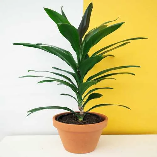 GOOD LUCK PLANT CORDYLINE P.15CM