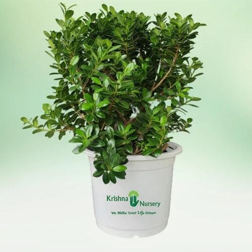 GREEN FICUS HAWA
