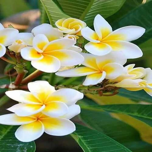 HINDI JASMINE 21 CM