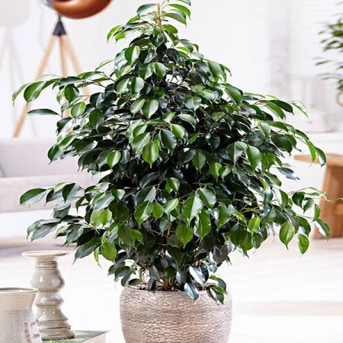 INDOOR FICCUS BENJAMINA P.20CM