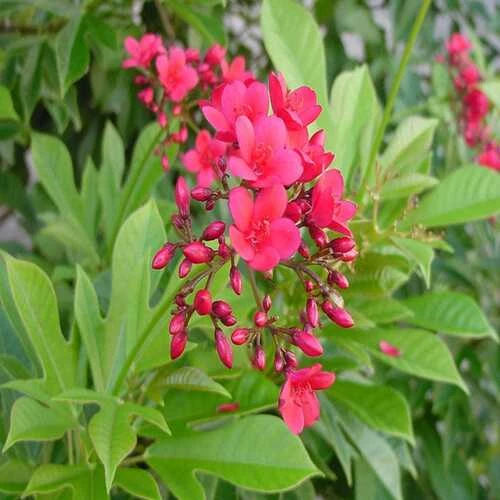 JATROPHA BIG