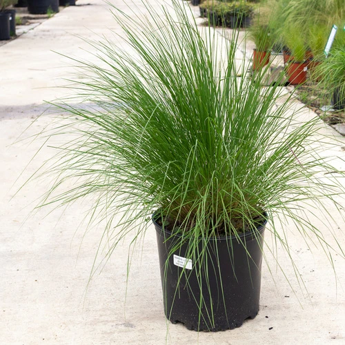 lemon GRASS