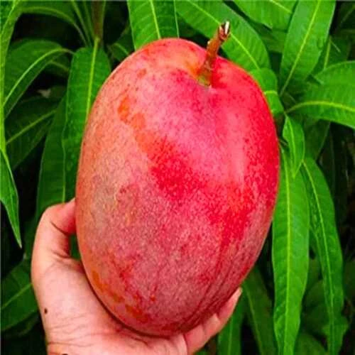 MANGO INDIA MANGIFERA P.20CM