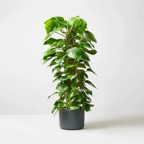 MONEY PLANT 80CM