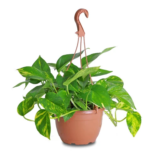 MONSTERA PLANT P.17CM