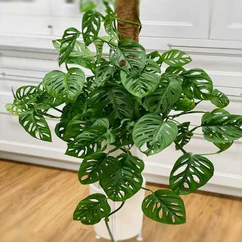 MORINGA BIG P.20CM
