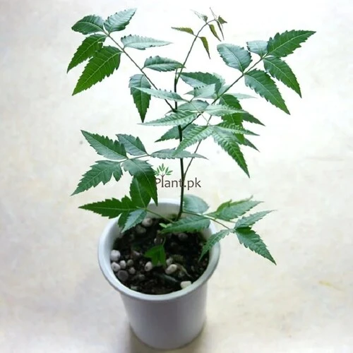 NEEM TREE SMALL