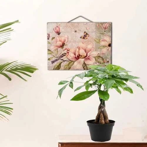 PACHIRA MONEY TREE