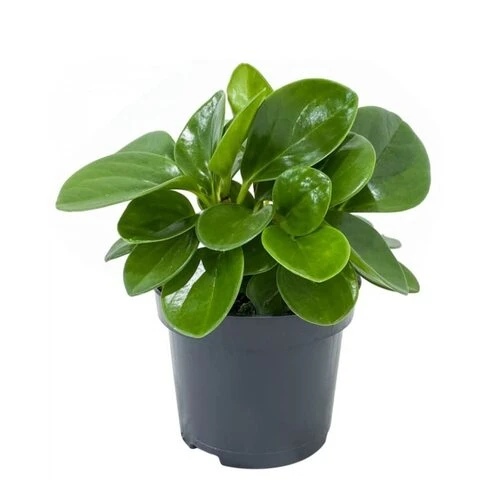 PEPEROMIA P.12CM