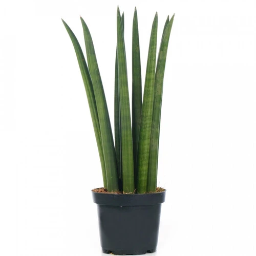 SANSEVIERIA CYLINDRI STICK