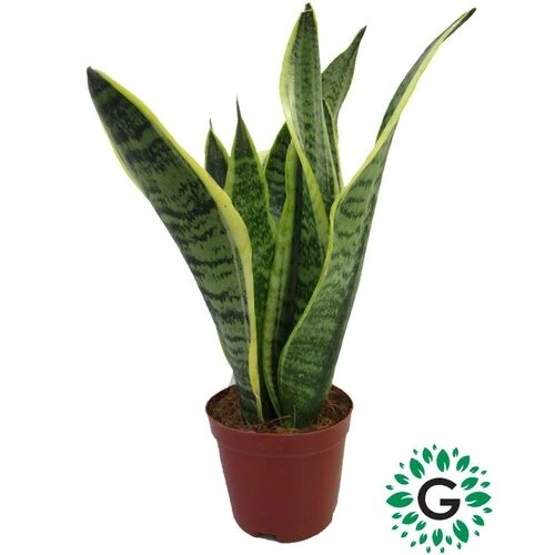 SANSEVIERIA INDOOR MIX P.9.5CM