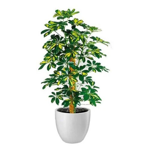 SCHEFFLETRA