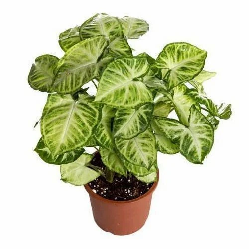 SYNGONIUM