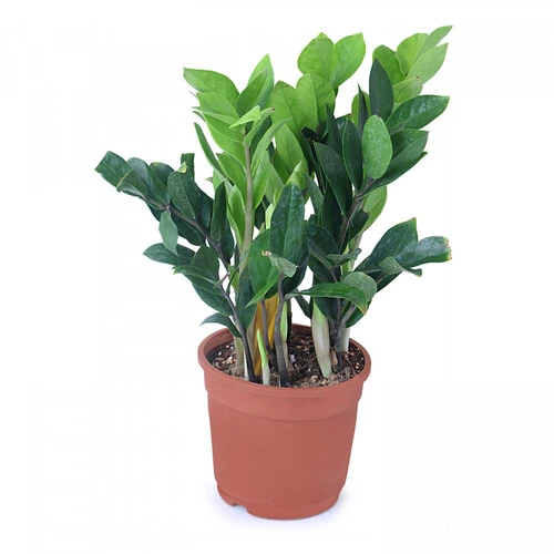 ZAMIA BIG